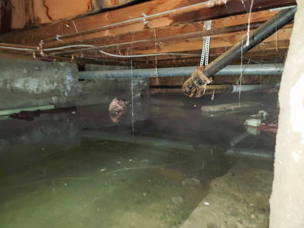 Best Water damage contractors near me  in Elsmere, DE