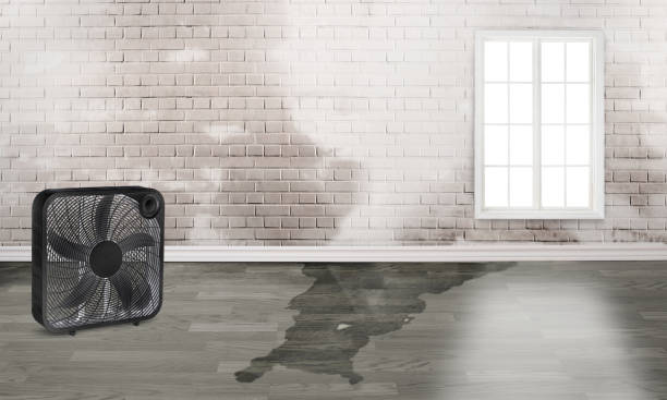 Best Local water damage restoration  in Elsmere, DE